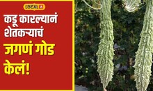 Karela Farming भाजीपाला लागवडीतून महाराष्ट्रातील शेतकरी लखपती! किती लाख कमवले वाचा #local18