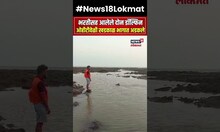 Palghar Dolphin पालघरमध्ये अडकले डॉल्फिन! Dahanu Beachजवळ काय घडलं?