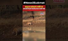 Tadoba-Andhari Tiger Reserve । Chandrapurच्या ताडोबातले राजबिंडे वाघ NW18V