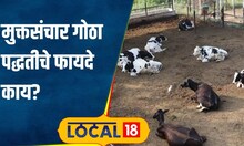 Farm शेणाचं टेन्शन नाही, दूधही मिळतं लय भारी! उन्हाळ्यात 'मुक्तसंचार गोठा पद्धती'च वापरावी #local18
