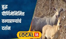 Buddha Purnima निमित्त वन्यप्राण्यांचं दर्शन, गौताळा अभयारण्यात कशी झाली प्राणी गणना? #local18