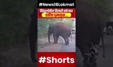 Sindhudurg Elephant Viral Video | सिंधुदुर्गातील खिलारी खोऱ्यात हत्तींचा धुमाकुळ....| Marathi News