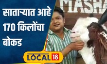 Bakri Eid बोकड आहे की बैल! उंची 5 फूट अन् वजन तब्बल 170 किलो, गुलाम-ए-मुस्तफा पाहिलात का? #local18