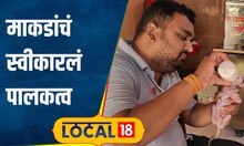 Monkey पिलाला जन्म देताच आईचा मृत्यू, सोनारीकर प्राणीमित्राच्या त्या कृतीला कराल सलाम #local18