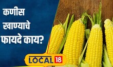 Corn Benefits खाल मका तर टळेल आरोग्याचा धोका! गरमागरम कणीस खाण्याचे जबरदस्त फायदे #local18