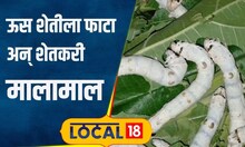 Agriculture: काका-पुतण्याची कमाल, कमी पाण्यात केली रेशीम शेती, उत्पन्न पाहून अवाक् व्हाल! #local18