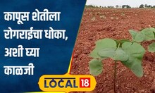 Agriculture: कापसाला लगेच लागते रोगराई; नुकसान टाळण्यासाठी कशी घ्यावी पिकाची काळजी? #local18