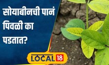 Agriculture: सोयाबीनची पानं रोप अवस्थेतच पडलीये पिवळी? हा आहे क्लोरोसिस, लगेच करा उपाय #local18
