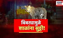 Special Report | छत्रपती संभाजीनगर बिबट्याच्या दहशतीखाली Chhatrapati Sambhaji Nagar Leopard