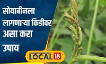 Soyabean Farming: पावसात सोयाबीनला लागतात अळ्या; कृषी अधिकाऱ्यांनी सांगितले उपाय! | #local18
