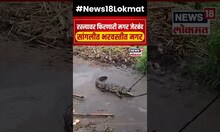 Sangli Crocodile : रस्त्यावर फिरणारी मगर जेरबंद, सांगलीत भरवस्तीत मगर N18S