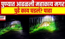 Pune Crocodile | पुण्यात आढळली महाकाय मगर, वनविभागानं मगरीचं केलं रेस्क्यू