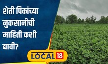 Pik Vima Yojana शेतकऱ्यांनो, पीक विमा योजनेतून नुकसान भरपाई हवी? मग 1 नियम माहित असायलाच हवा#lcoal18