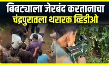 Chandrapur Leopard : बिबट्याला जेरबंद करतानाचा चंद्रपुरातला थरारक व्हिडीओ