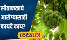 Custard Apple रोगप्रतिकारक शक्ती वाढवण्यासाठी होईल मदत,पाहा सीताफळाचे आश्चर्यकारक फायदे#local18