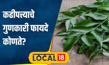 Curry leaves रक्तातली साखरेची पातळी चुकूनही वाढणार नाही, फक्त दररोज चघळा ही हिरवी पाने #local18