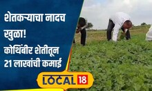 Agriculture: कोथिंबीरच्या शेतीतून 21 लाखांची कमाई, पुण्यातील शेतकऱ्याचा फॉर्म्यूला काय? | #local18