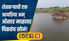 Agriculture: शेतकऱ्याचा नादच खुळा! क्रशरचा खड्ड्याचा असा वापर, जिरायती शेतीतून लाखात कमाई #local18