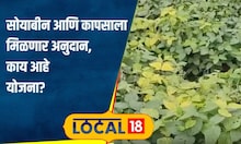 Agriculture सोयाबीन, कापूस उत्पादक शेतकऱ्यांना सरकारकडून मिळणार पैसे, ही योजना नेमकी काय? #local18