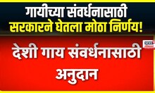 Maharashtra Cabinet Decision : देशी गाय संवर्धनासाठी अनुदान, राज्य सरकारचा मोठा निर्णय
