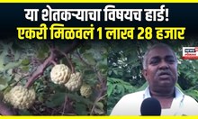 Jalna Farmer News: सीताफळ शेतीचा नवा पॅटर्न,  एकरी मिळवलं 1 लाख 28 हजार उत्पन्न