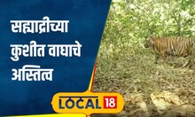 Tiger सिंधुदुर्गमध्ये सह्याद्रीच्या पट्ट्यात आढळले 8 वाघ, नेमकी कशी घेतली जाणार काळजी? #local18
