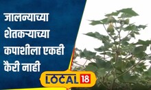 Cotton Farmer कपाशीच्या झाडाला कैरीच नाही! बोगस बियाण्यांमुळे शेतकऱ्याचं 2 लाखांचं नुकसान #local18