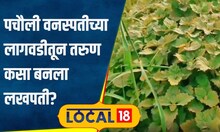 Success Story पचौली वनस्पतीच्या लागवडीतून 3 लाख रुपयांचा नफा, तरुणाने कशी केली यशस्वी शेती?#local18