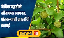 Sitafal Farming जैविक शेती शेतकऱ्यासाठी वरदान, सिताफळातून 3 लाखांचं उत्पन्न #local18