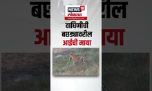 Tiger Mother Love Calf । वाघिणीची बछड्यावरील आईची माया, एक झलक व्याघ्रप्रेमींच्या चेहऱ्यावर आनंद