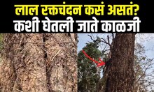 Raktachandan Tree Chandrapur | लाल रक्तचंदनाचं झाड कसं असतं? कशी राखली जाते त्याची काळजी? | N18V