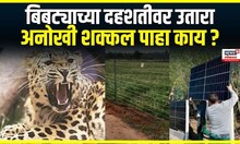 Leopard attack Solar fence । बिबट्याच्या दहशतीवर उतारा, अनोखी शक्कल पाहा काय ? | Marathi News