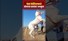 Chetak Festival Horse Dance: चेतक फेस्टिवलमध्ये रंगलं अश्वनृत्य, अश्वप्रेमींनी केली गर्दी