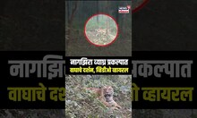 Navegaon Nagzira Tiger Reserve: नवेगाव-नागझिरा व्याघ्र प्रकल्पात पर्यटकांना वाघाचे दर्शन N18S