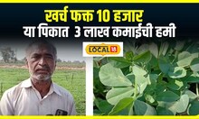 Maharashtra Farmer Profit : 22 दिवसांमध्ये पिक हातात, खर्च फक्त 10 हजार; 3 लाख कमाईची हमी! #local18