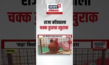 6 kg Raja Rooster । तब्बल ६ किलोचा राजा कोंबडा , खुराक चक्क दुध