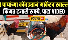 Solapur News: 4 पायांच्या कोंबड्यानं मार्केटच खाल्लं, किंमत हजारो रुपये, पाहा VIDEO N18V