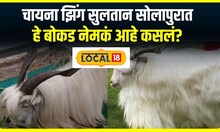 Chinese Zing goat : चायना झिंग सुलतान सोलापुरात, बोकड पाहण्यासाठी होतेय गर्दी, का आहे खास? #local18