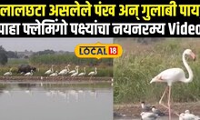 Flamingo Birds: लालछटा असलेले पंख अन् गुलाबी पाय, पाहा फ्लेमिंगो पक्ष्यांचा नयनरम्य Video