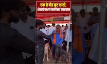 Caravan Dog : एक ते दीड फूट छाती, शेताचं रक्षण करणारा कारवान N18S