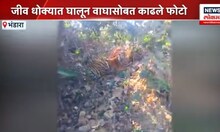 Tiger Video Selfie : सेल्फीबाजांना उरलं नाही भय, जीव धोक्यात घालून काढले फोटो