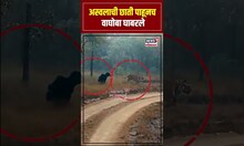Tiger And Bear Video Viral: अस्वलाची छाती पाहूनच वाघोबा घाबरले N18S