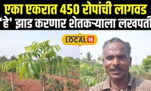 Solapur News: एका एकरात 450 रोपांची लागवड,'हे' झाड करणार शेतकऱ्याला लखपती #Local18