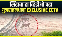 Lion Video : सिंहाचा टेहाळणी करतानाचा व्हिडीओ, गुजरातमधील EXCLUSIVE दृष्य
