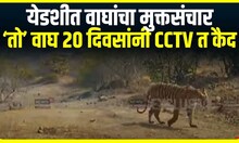Tiger Yedshi CCTV :येडशी परिसरात वाघांचा मुक्तसंचार, लक्ष ठेवण्यासाठी 15 कॅमेरे