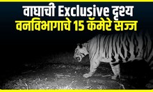 Tigher Cought in CCTV : 'तो' वाघ 20 दिवसांनी कॅमेरात कैद,  वाघाची Exclusive दृश्य