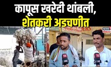 Amravati Cotton Farmer: अमरावतीत कापूस उत्पादक शेतकरी अडचणीत, कारण काय?