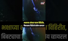 Bibtya Viral Video: शिरूरमध्ये शिकारीच्या शोधात बिबट्या पडला विहिरीत, वन विभागाचं रेस्क्यू ऑपरेशन
