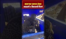 Satara Leopard Cubs: शेतकरी करणार बिबट्याच्या पिल्लांचं पुर्नमिलन, वनविभागाकडे केली मोठी मागणी