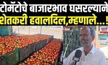 Pune Junnar Tomato Rate: टोमॅटोचे बाजारभाव घसरल्याने शेतकरी हवालदिल.काय आहेत भाव? N18V